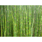 EQUISETUM camtschatcense