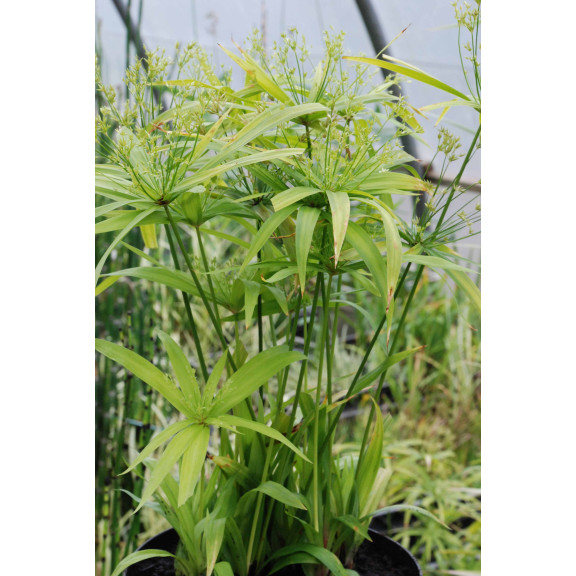 CYPERUS albostriatus