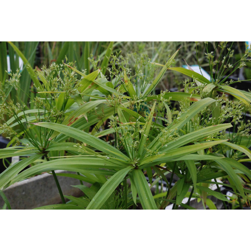 CYPERUS albostriatus