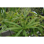 CYPERUS albostriatus