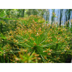 CYPERUS papyrus 'Nanus'
