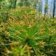 CYPERUS papyrus 'Nanus'