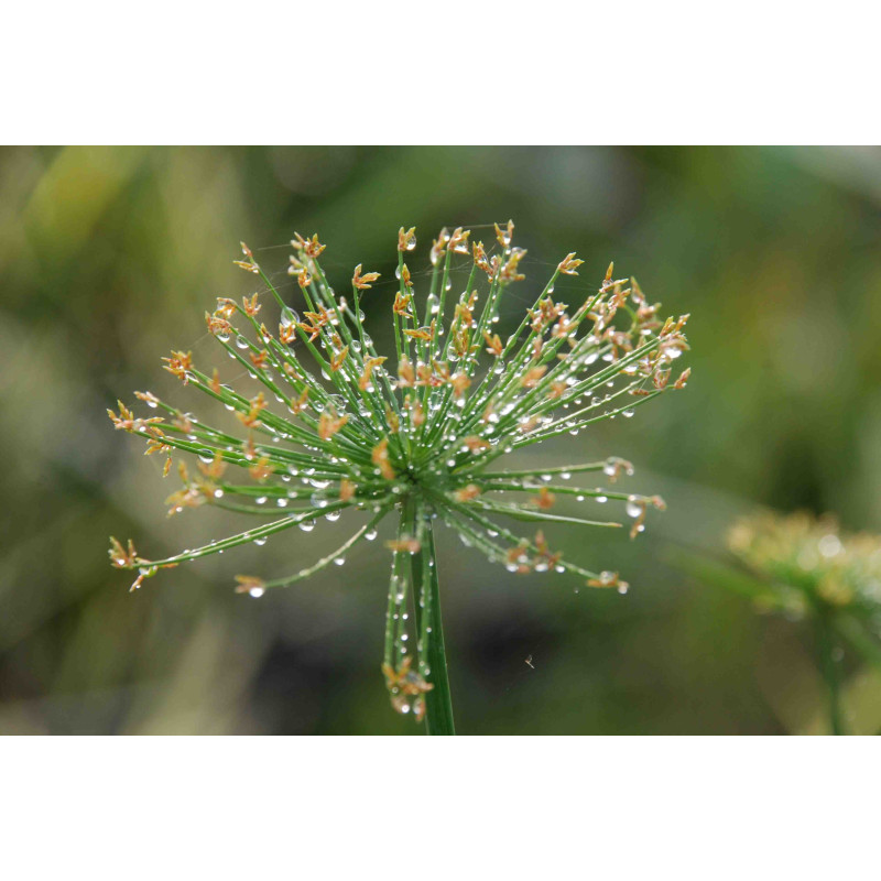 CYPERUS papyrus 'Nanus'