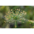 CYPERUS papyrus 'Nanus'