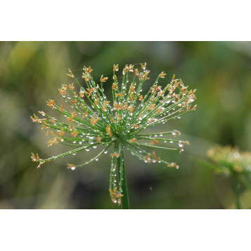 CYPERUS papyrus \'Nanus\'