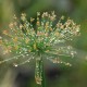 CYPERUS papyrus 'Nanus'