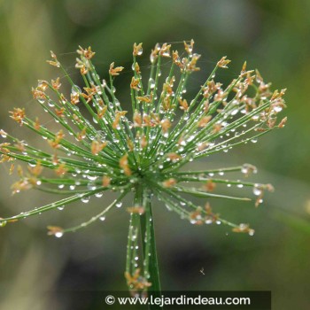 CYPERUS papyrus &#039;Nanus&#039;