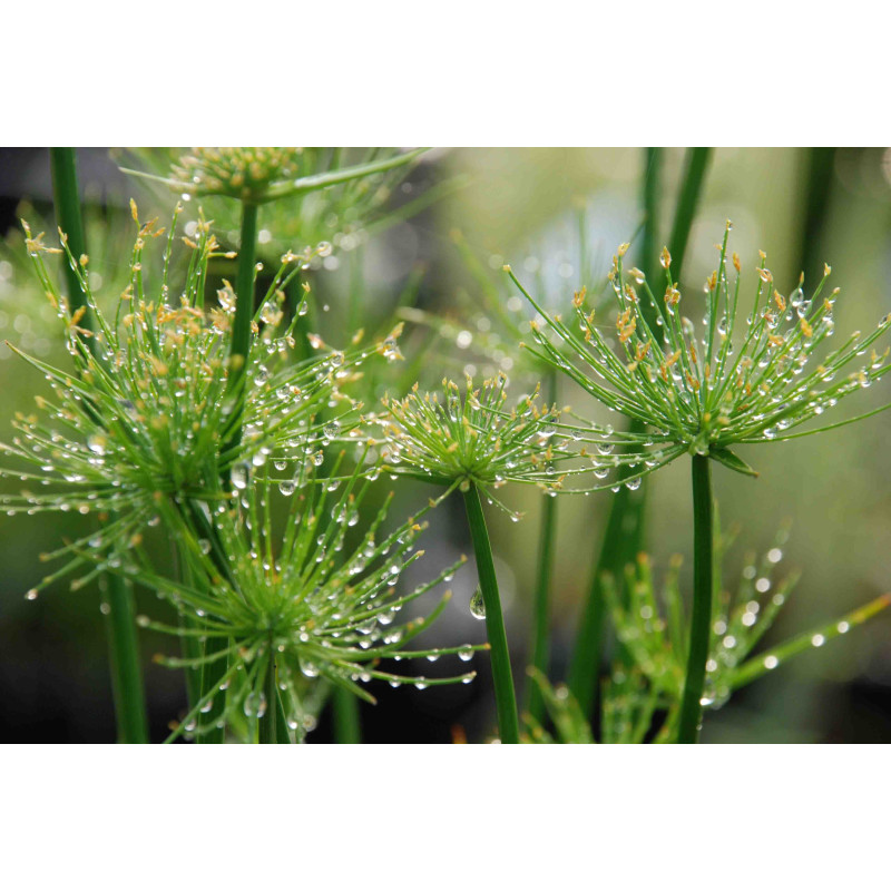 CYPERUS papyrus 'Nanus'