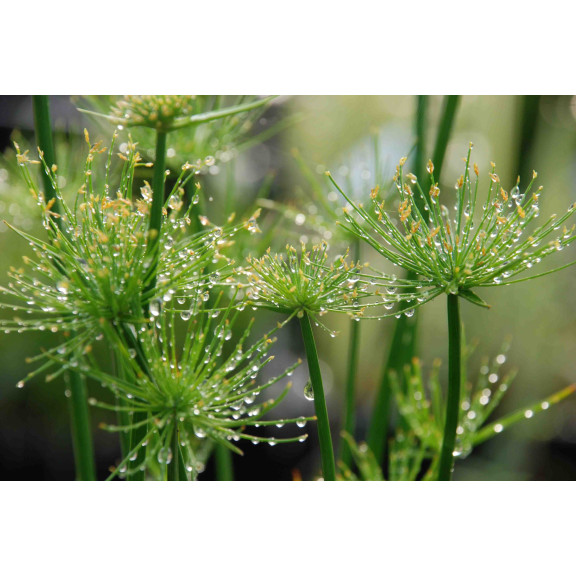 CYPERUS papyrus 'Nanus'