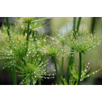 CYPERUS papyrus 'Nanus'