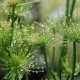 CYPERUS papyrus 'Nanus'