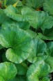 GUNNERA perpensa