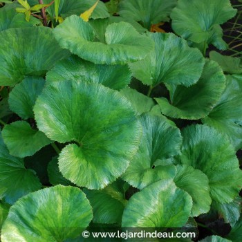 GUNNERA perpensa