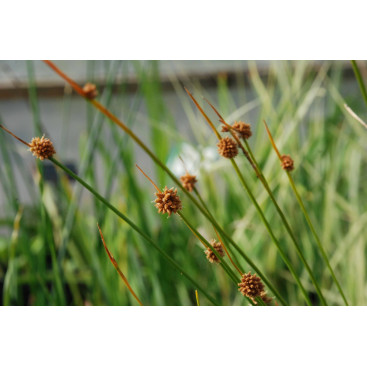 ISOLEPIS nodosa