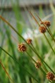 ISOLEPIS nodosa