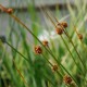 ISOLEPIS nodosa