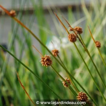 ISOLEPIS nodosa