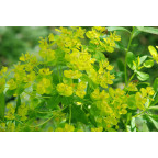 EUPHORBIA palustris