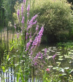 LYTHRUM salicaria