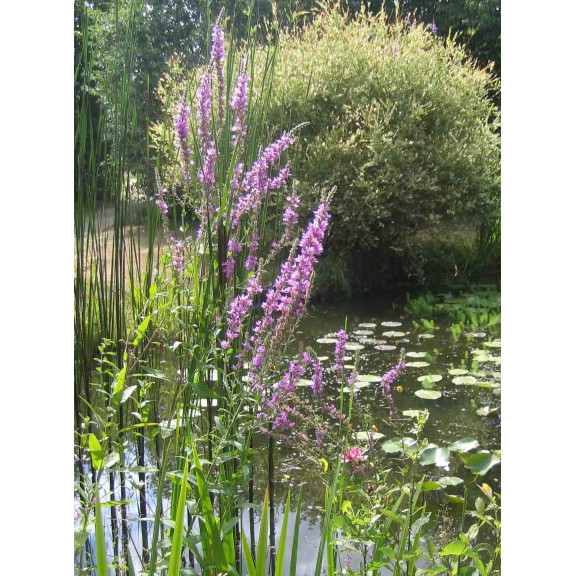 LYTHRUM salicaria