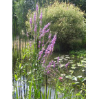 LYTHRUM salicaria