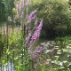 LYTHRUM salicaria