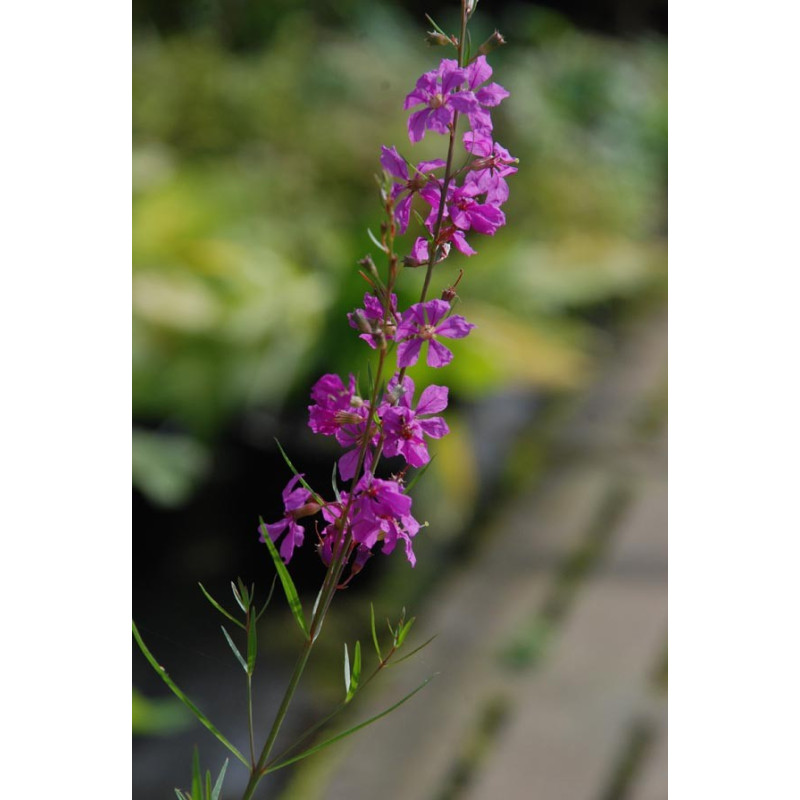 LYTHRUM virgatum 'Rose Queen'
