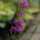 LYTHRUM virgatum 'Rose Queen'
