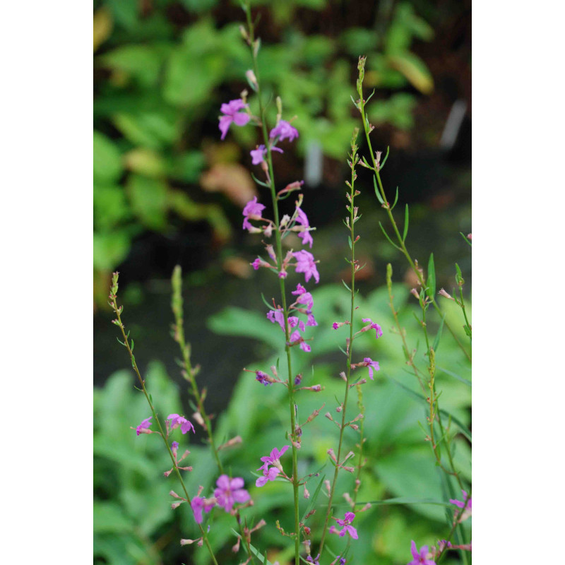 LYTHRUM virgatum 'Rose Queen'