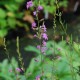 LYTHRUM virgatum 'Rose Queen'