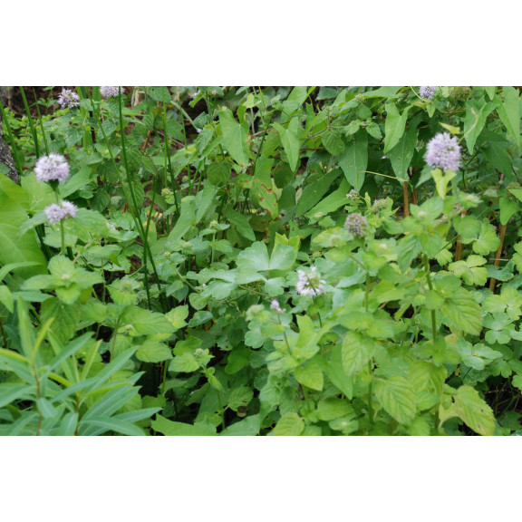 MENTHA aquatica