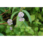 MENTHA aquatica