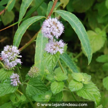 MENTHA aquatica