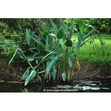 THALIA dealbata