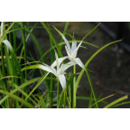 RHYNCHOSPORA colorata RHYNCHOSPORA colorata
