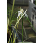 RHYNCHOSPORA colorata RHYNCHOSPORA colorata