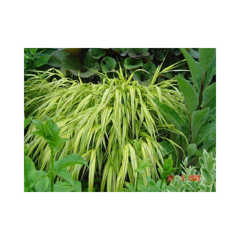 HAKONECHLOA macra 'Aureola'
