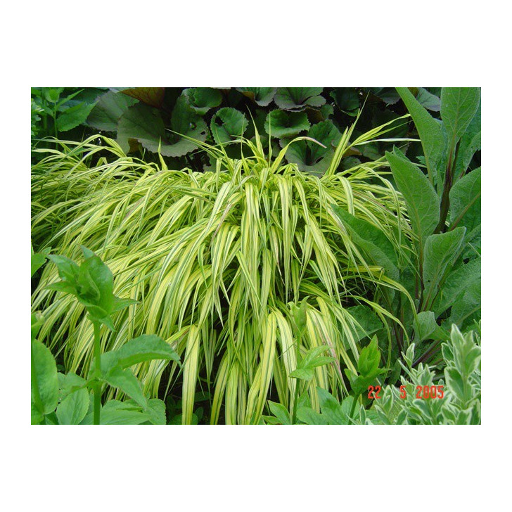 HAKONECHLOA macra 'Aureola'