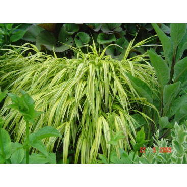 HAKONECHLOA macra \'Aureola\'