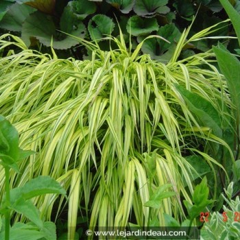 HAKONECHLOA macra &#039;Aureola&#039;