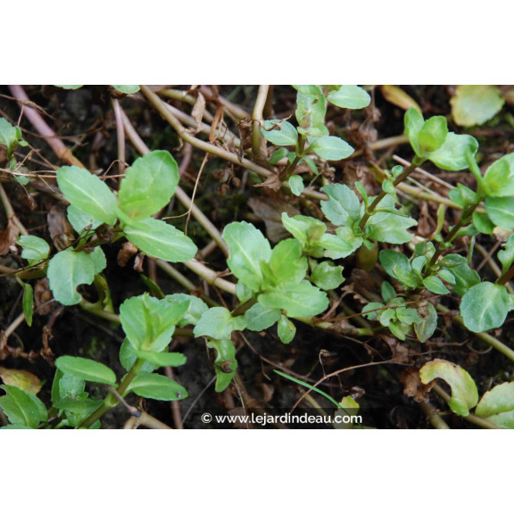 VERONICA beccabunga
