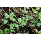 VERONICA beccabunga