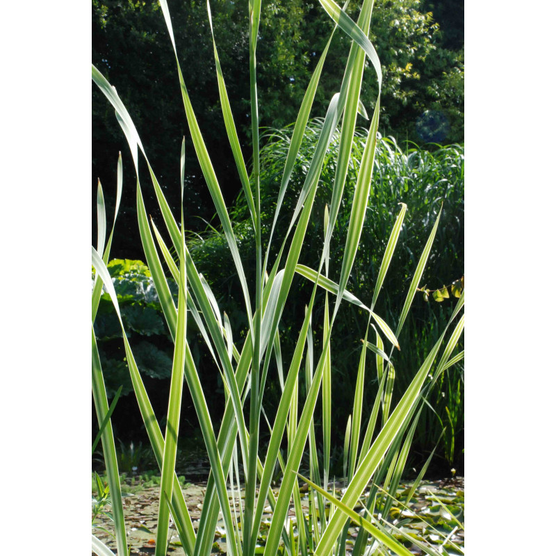 TYPHA latifolia 'Variegata'