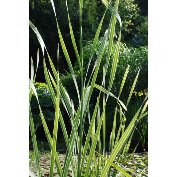 TYPHA latifolia 'Variegata'