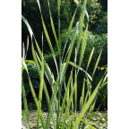 TYPHA latifolia 'Variegata'