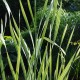 TYPHA latifolia 'Variegata'