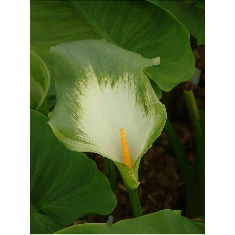 ZANTEDESCHIA aethiopica 'Green Goddess'