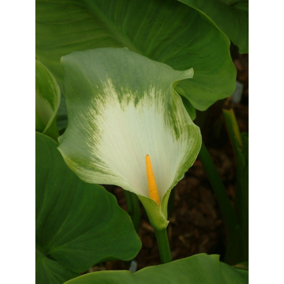 ZANTEDESCHIA aethiopica 'Green Goddess'