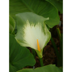 ZANTEDESCHIA aethiopica 'Green Goddess'