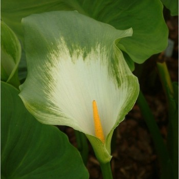 ZANTEDESCHIA aethiopica &#039;Green Goddess&#039;